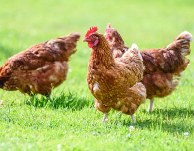 Strict Rules To Combat Unprecedented Bird Flu Outbreak | Warrington.gov.uk